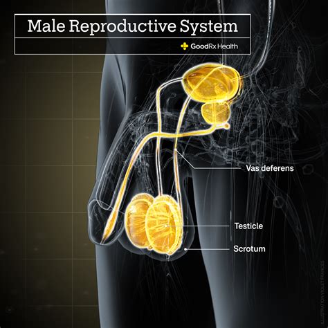 Vasectomy: The Male Birth Control Procedure Explained - GoodRx