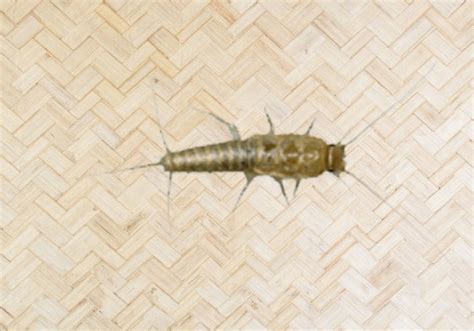 Pest Control Services in Mumbai by Siddhi Pest Control