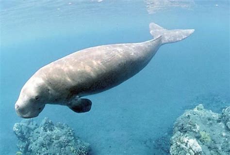 海洋生物的名字_百度知道