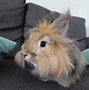 Image result for List of Rabbit Breeds