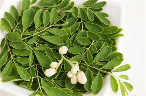 manfaat daun kelor apa saja