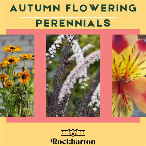 Top 8 Autumn Flowering Perennials - Rockbarton Garden Centre