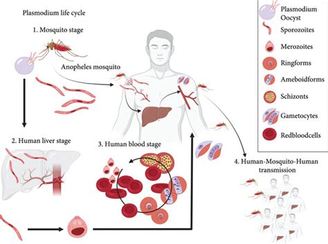 Image result for Host-Pathogen
