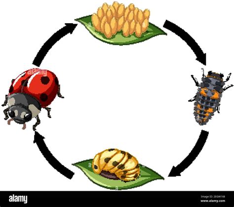 Ladybug Life Cycle