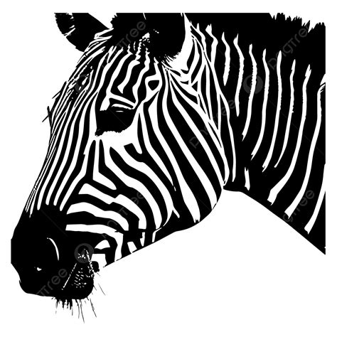 Image result for How to Create Transparent