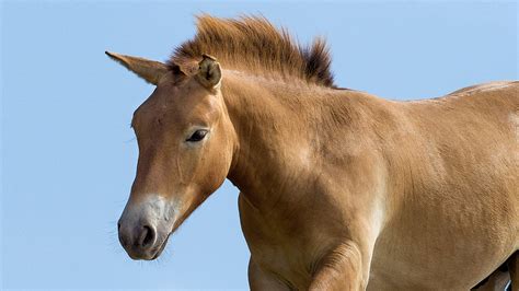 Mongolian Wild Horses
