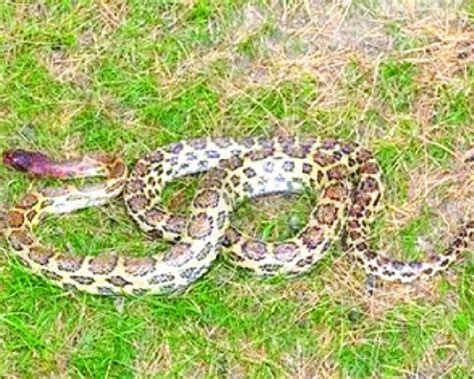 Image result for 12 Foot Python