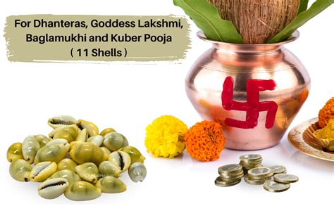 Crystal Heaven Kodi Shell Pack Of 11 Cowrie Shells - Pili Kodi Original ...