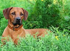 Image result for Bavarian Mountain Hound Dog