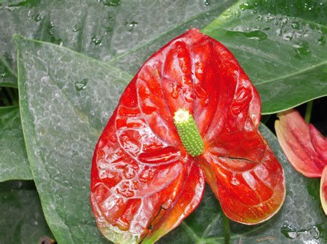 Anthurium Toxicity: Signs, Poisoning, And Safe Care For Cats