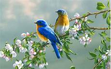 Bird Nature Wallpaper Animals by Birds Wallpapers Wallpaper Cave Bird Nature Wallpaper Animals