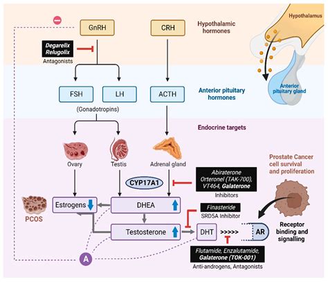 Effect of Essential Oil Components on the Activity of Steroidogenic ...