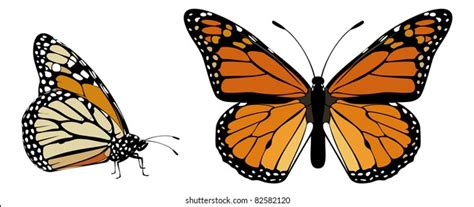 Image result for Buterfly Side View
