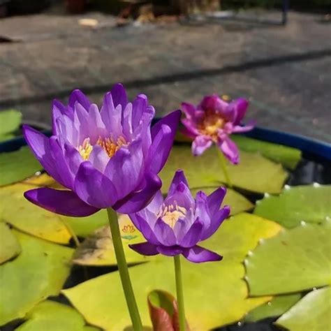 AustralianColourChangingWaterLily_AtransxGigantea_-Seed2Plant-2.png?v ...