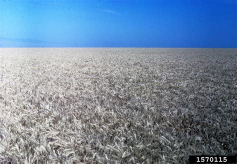 wheat (Genus Triticum)
