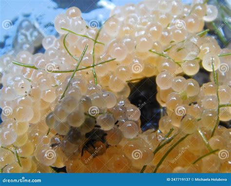 Fish Eggs Female Reproductive Cells Stock Image - Image of dermal ...