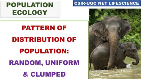 Image result for Types of Distribution Patterns