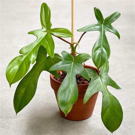 12 Types of Philodendron Plants