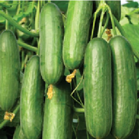 Kafka - Variety Cucumber | Syngenta