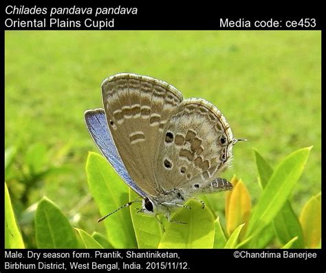 Chilades pandava | Butterfly
