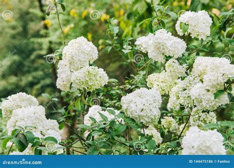 Spring Blooming Shrubbery Decorative, Round White Flowers Stock Photo ...