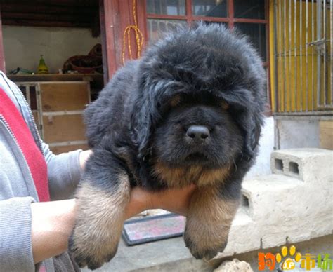贵州出售藏獒犬小狗包品质 贵阳獒园藏獒犬价格多少钱 - 狗市场