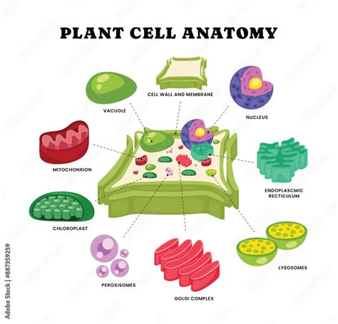 Plant Cell Structure 的图像结果