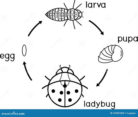 Ladybug Life Cycle Coloring Page Animal Coloring Pages ...