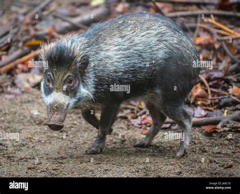 Visayan warty pig - a critically endangered species of pig Stock Photo ...