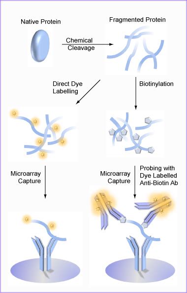Antibody Microarray Slides 的图像结果