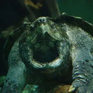 Image result for Large Alligator Snapping Turtle