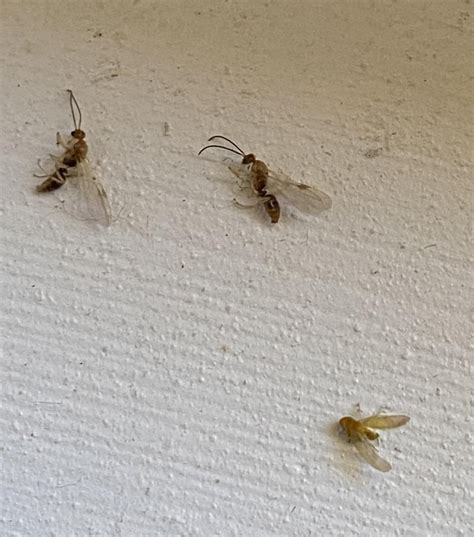 Termites at Windows 的图像结果