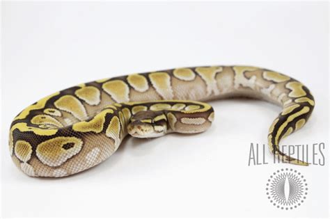 Image result for Beautiful Ball Python