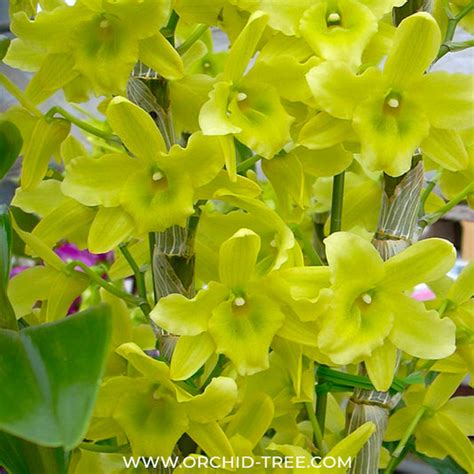 Buy Dendrobium Orchids Online India | Dendrobium Orchids | Orchid-tree ...