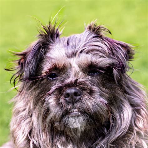 Download wallpaper 2780x2780 dog, furry, muzzle, grin ipad air, ipad ...