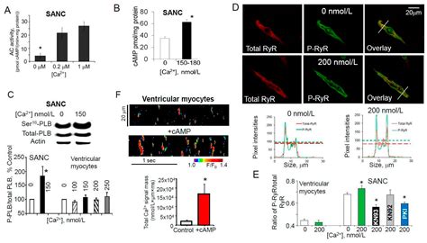 Unique Ca2+-Cycling Protein Abundance and Regulation Sustains Local Ca2 ...