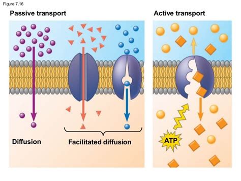 Image result for Active Transport Video Example
