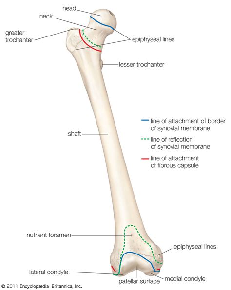 Long Bone Labeled / Labeling portions of a long bone learn with ...