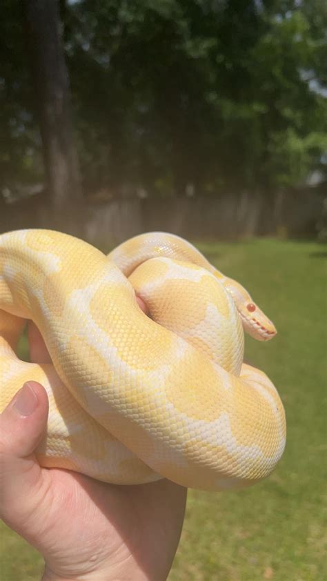 Ball Python Song 的图像结果