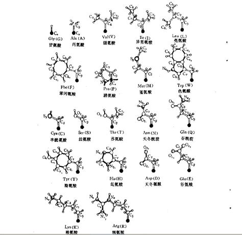 二十种氨基酸结构图_word文档在线阅读与下载_无忧文档