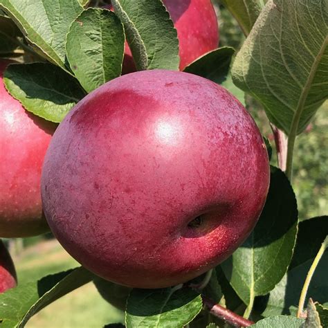 2020 Apple Maturity Report : Center for Agriculture, Food, and the ...
