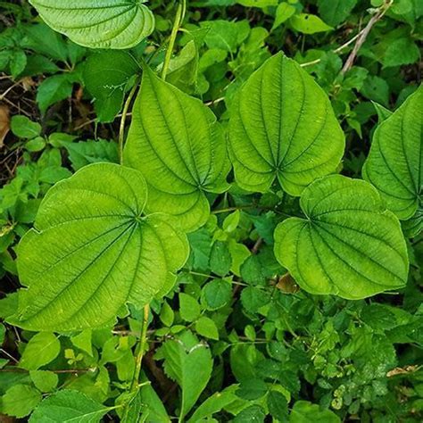 Wild Yam Plant Dioscorea Villosa Bare Root Organic Perennial Vine ...
