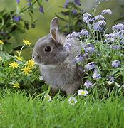 Image result for Siamese Sable Holland Lop