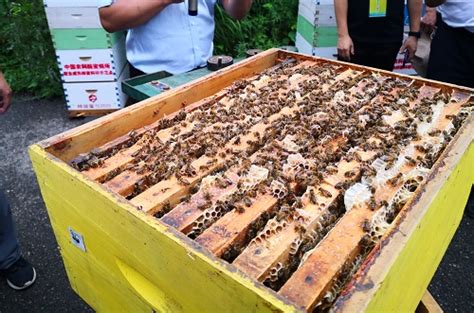 养蜂人一年收入怎么样？纯粹是靠天吃饭，年景不好甚至颗粒无收！