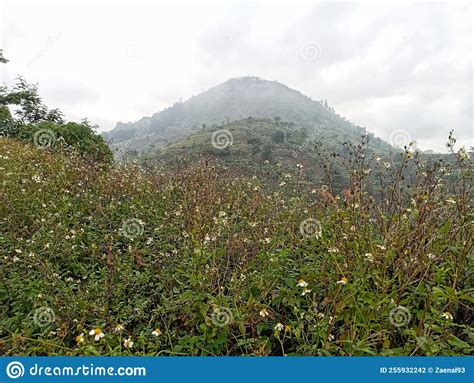 The Foot of Mount Geulis Sumedang Which is Overgrown with Beggar Ticks ...