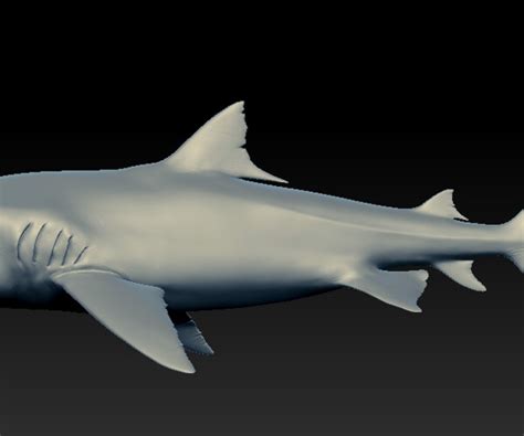 生长速度最快的观赏鱼，虎头鲨(最长达1米)_奇异生物_GIFQQ奇闻娱乐网