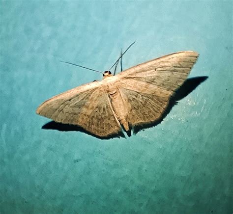 Sterrhinae-genera spp. | Moths