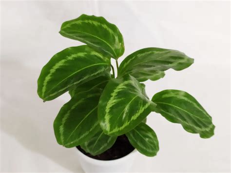 Buy Calathea JF Macbr Live Plant Online India at Lowest Prices ...