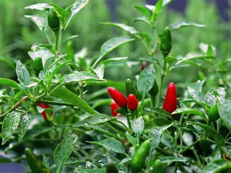 Chilli Viral Diseases: Prevention And Control Measures For A Healthy ...