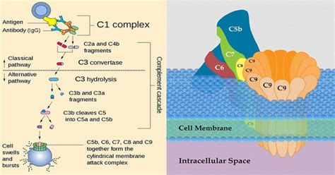 Complement Responsible For 的图像结果